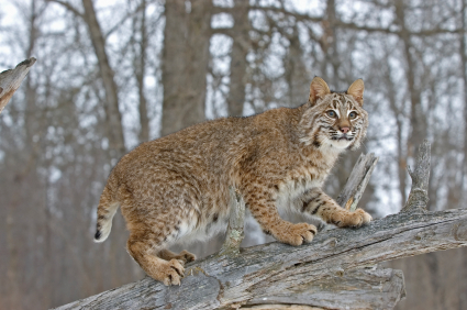 Bobcat in a tree